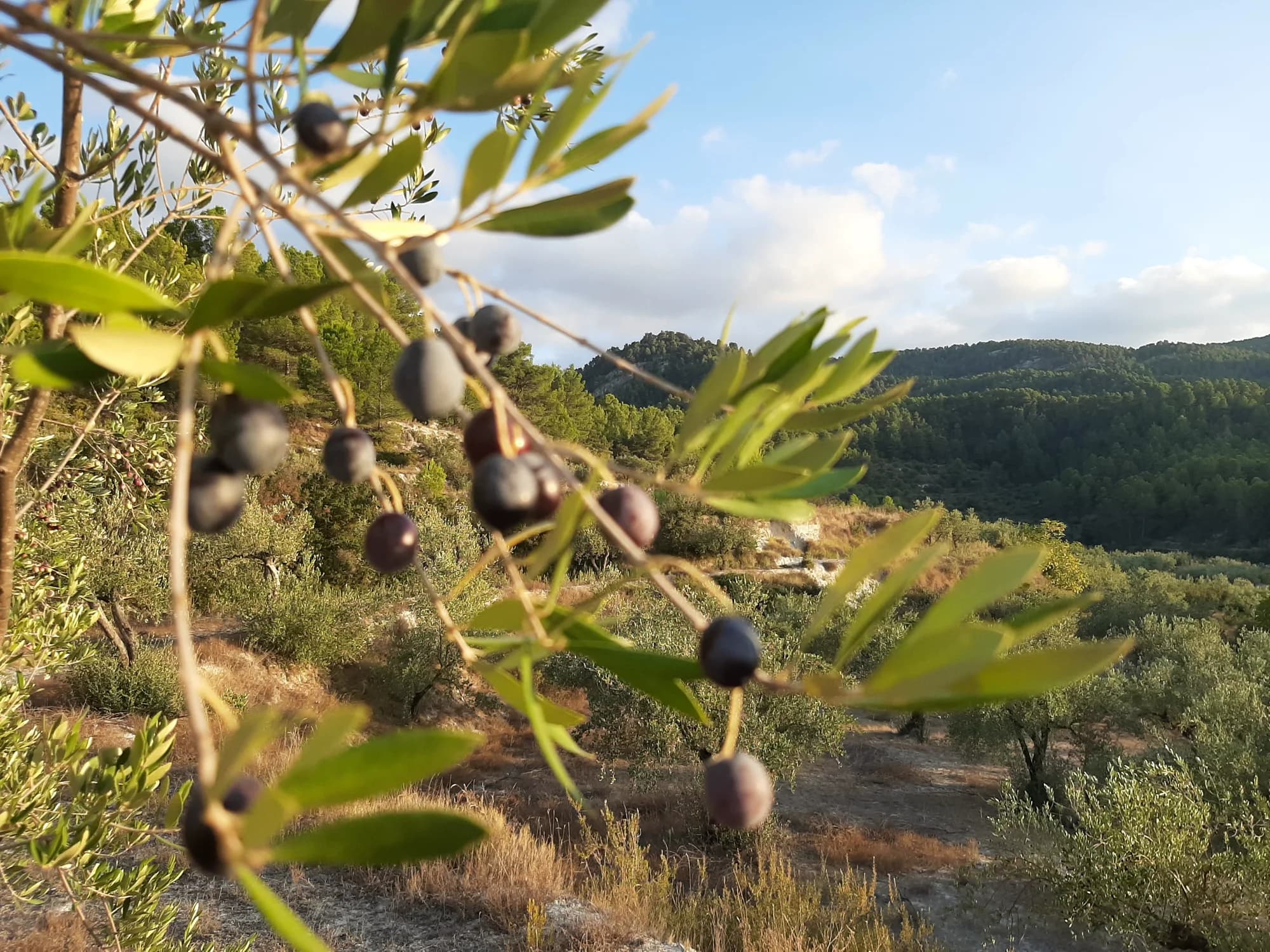 Alfafara